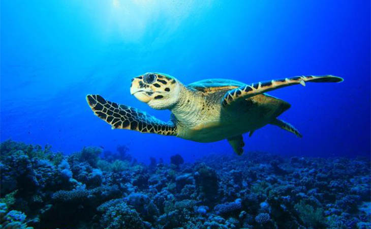 أمالا وجهة تُعيد التوازن وتكشف فلسفة جديدة للسفر الهادئ